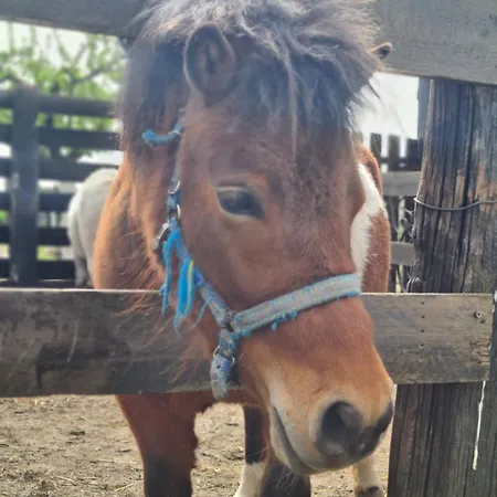 Salas Isailovi Landhaus